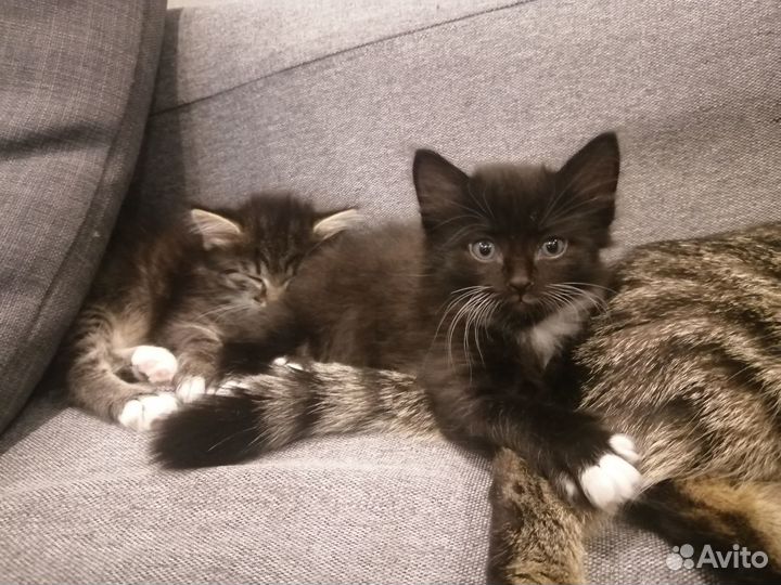 Котенок