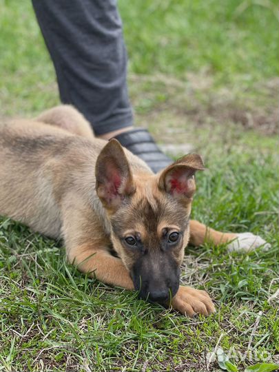 Щенок мальчик