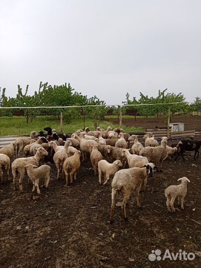 Овцы