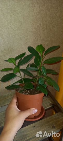 Фикус мокламе