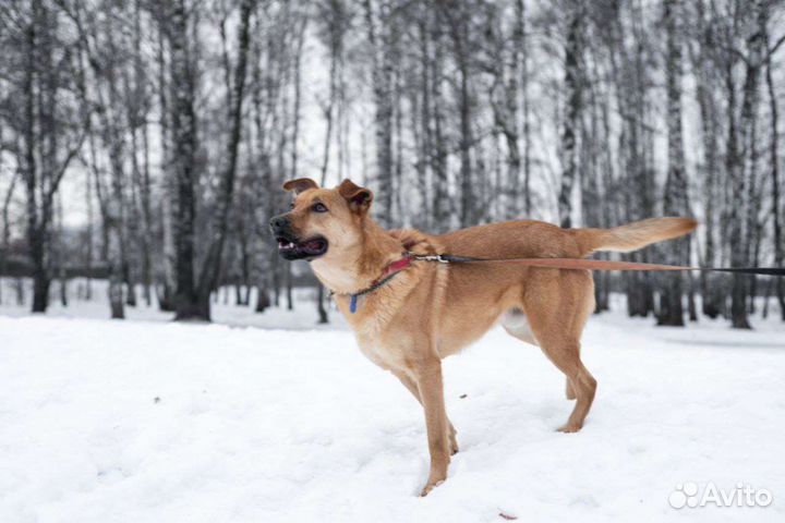 Непоседа Жак ищет дом (Собака из приюта)