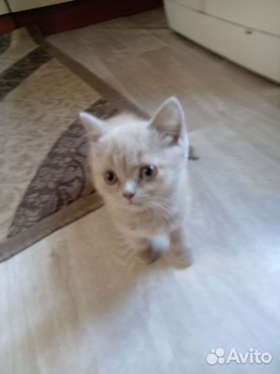 Продам котят