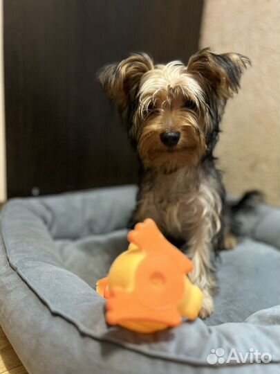 Передержка домашних животных