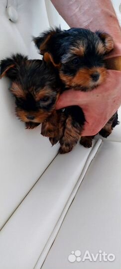 Собаки щенки маленькой породы