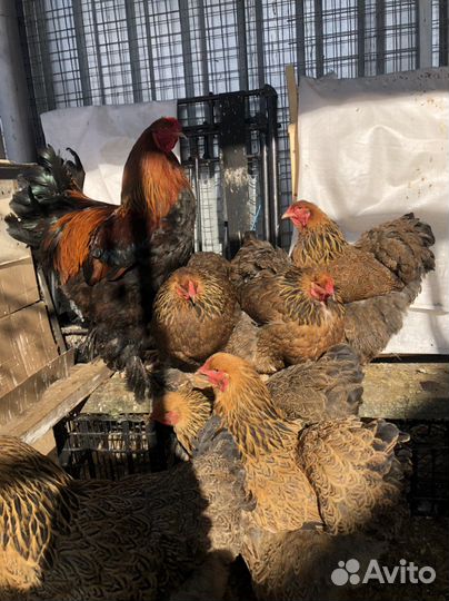 Куры брама инкубационное яйцо