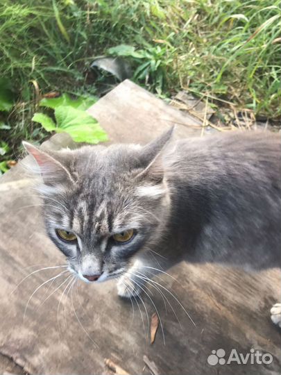 Очаровательные Кошечки Красотки