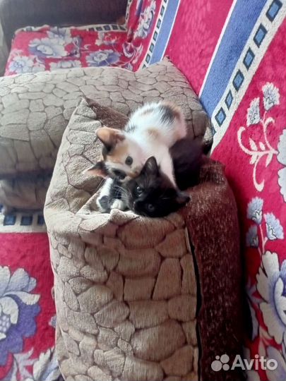 Кошки бесплатно