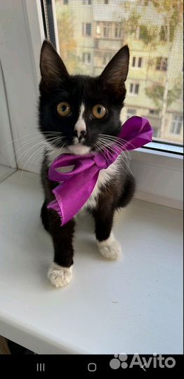 Кошка в дар