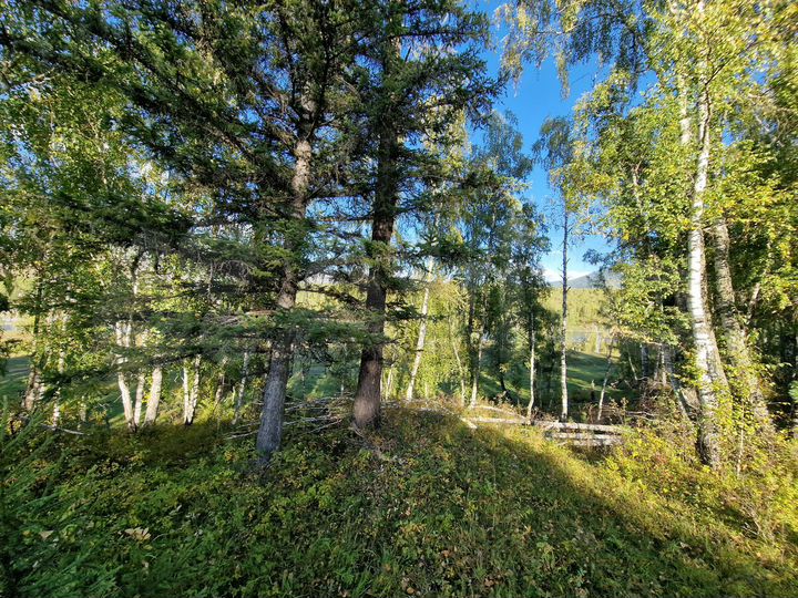 Участок 10 сот. (СНТ, ДНП)