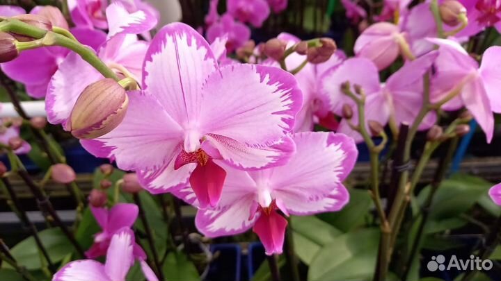 Орхидея Тоши