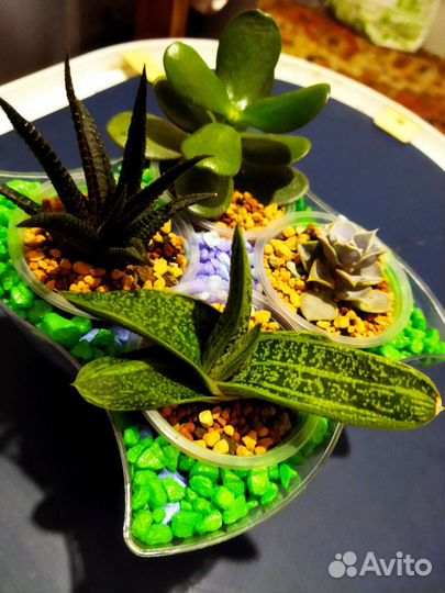 Суккуленты