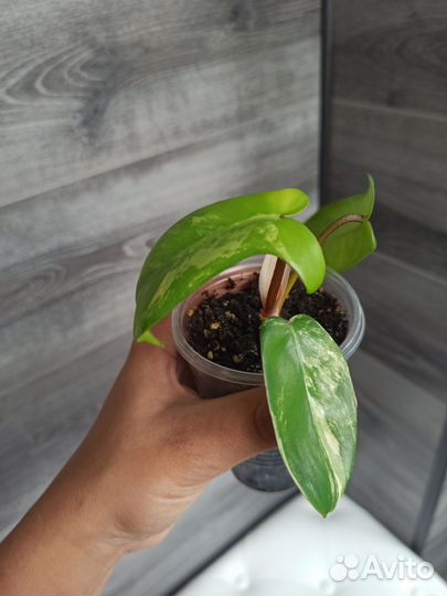 Филодендроны