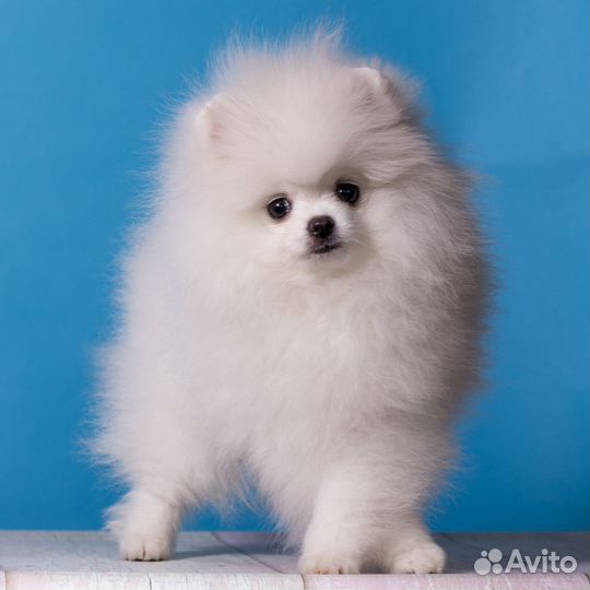 Белый померанский шпиц мальчик