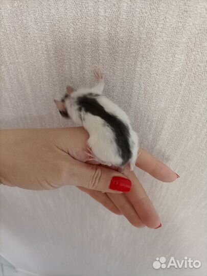 Эксклюзив крысята