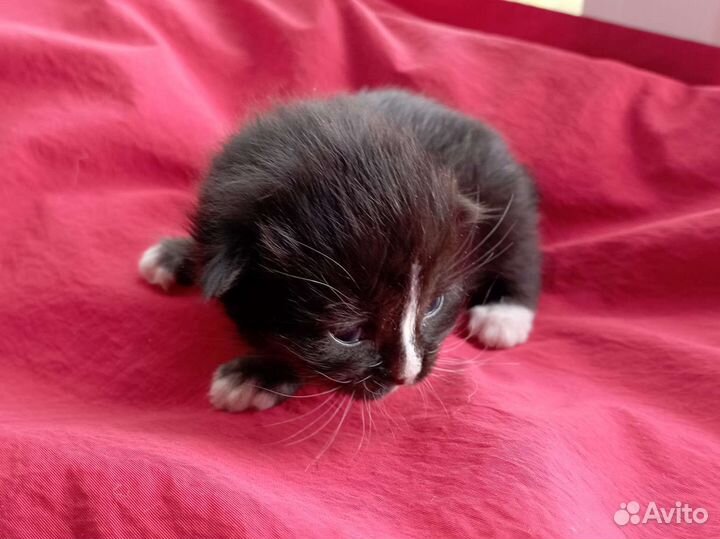 Котенок девочка