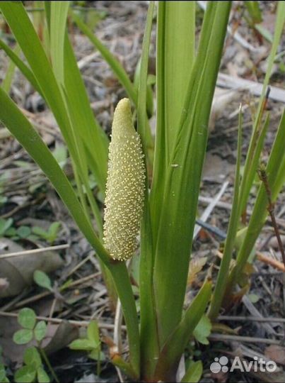 Растения для водоема и Вашего сада