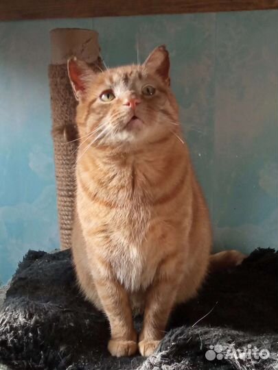 Кот в добрые руки