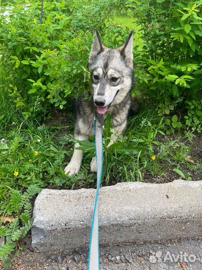 Хаски бесплатно