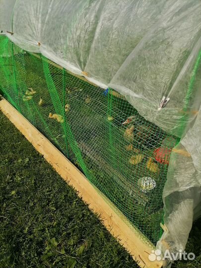 Утята индоутки Московская область