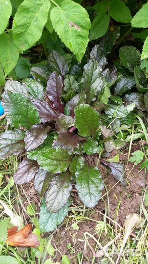 Растения для сада