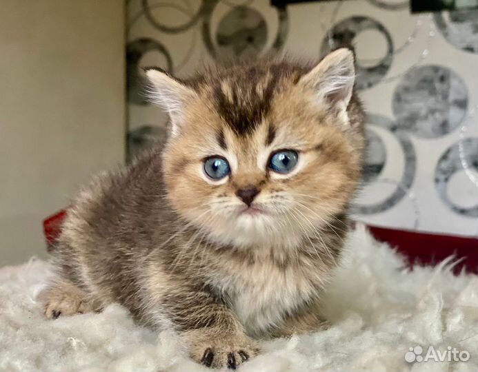 Шотландская пышка