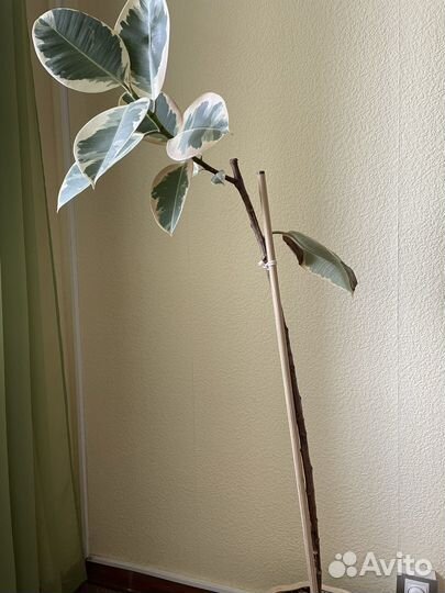 Фикус тинеке большой