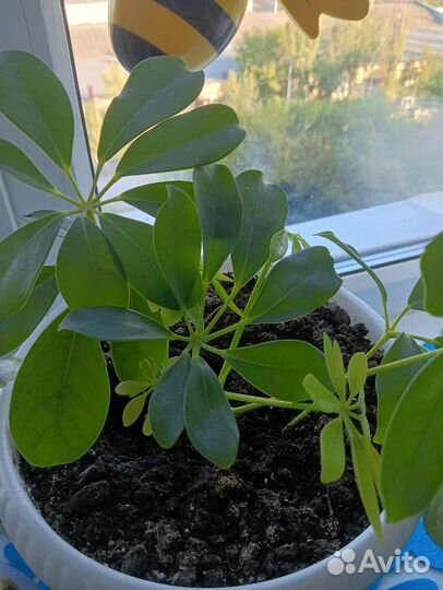 Комнатные цветы шеффлера