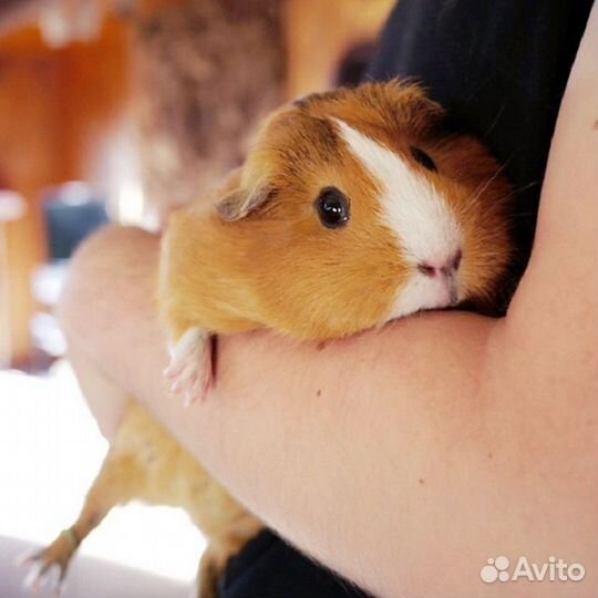 Передержка хорька/собачек мелких пород/грызунов