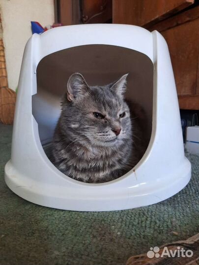 Кошка Амели