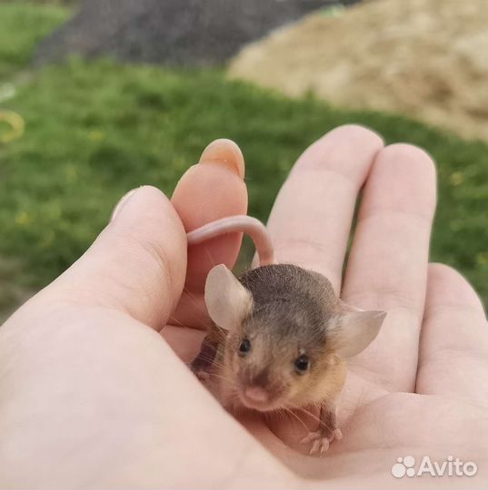 Сатиновые мыши