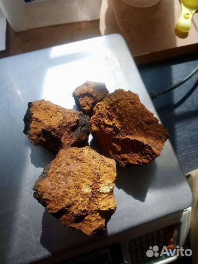 Чага (березовый гриб)