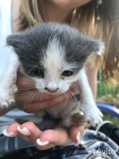 Котята в добрые руки бесплатно