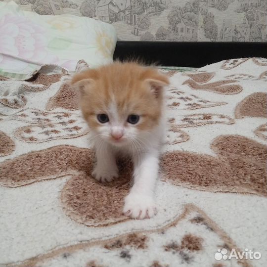 Швебриси