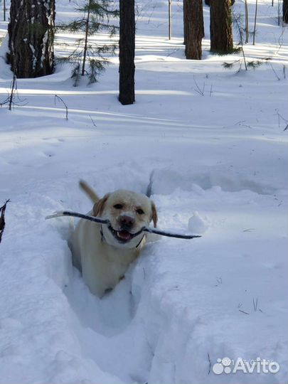 Вязка собак