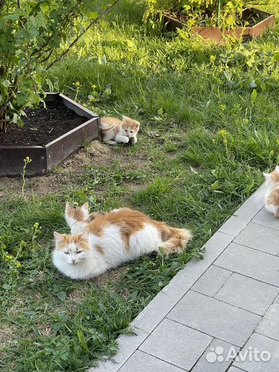 Котята