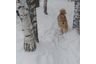 Пользователь