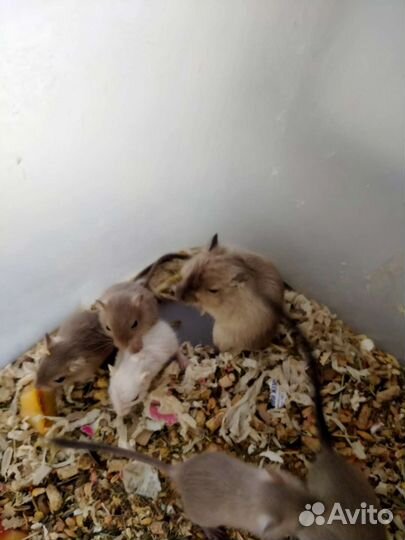 Мышки песчанки