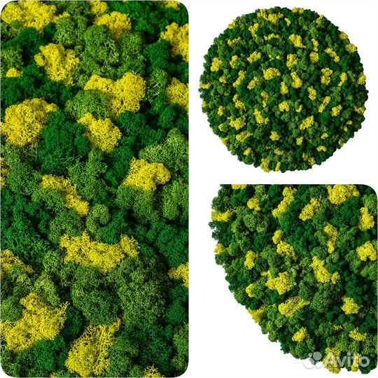 Панно. Картины. Стабилизированный мох. Арт189, от