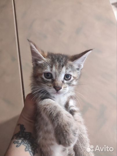 Котята мейн-кун