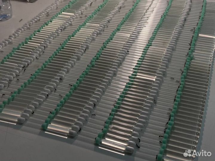 Матка жнецов оптом / Messor structor