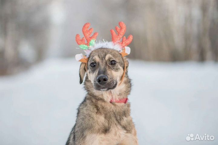 Собака в добрые руки