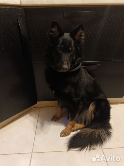 Немецкая овчарка