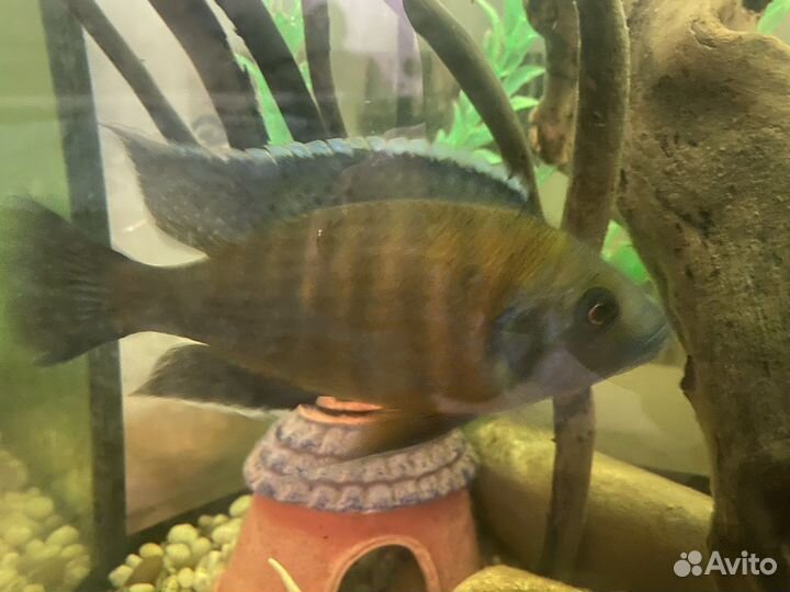 Африканская цыхлида