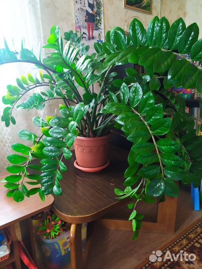 Долларовое дерево (Замиокулькас). Торг