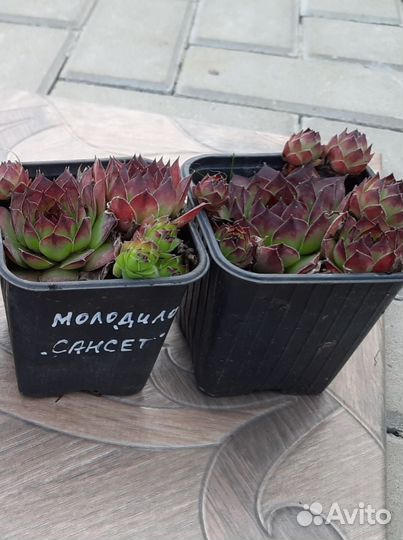 Молодило (Каменная Роза) 