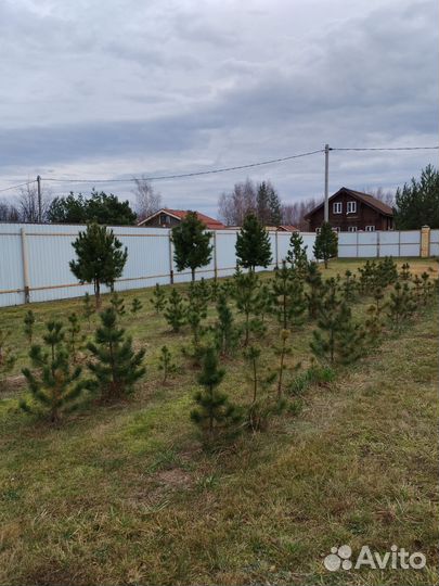 Саженцы сибирского кедра