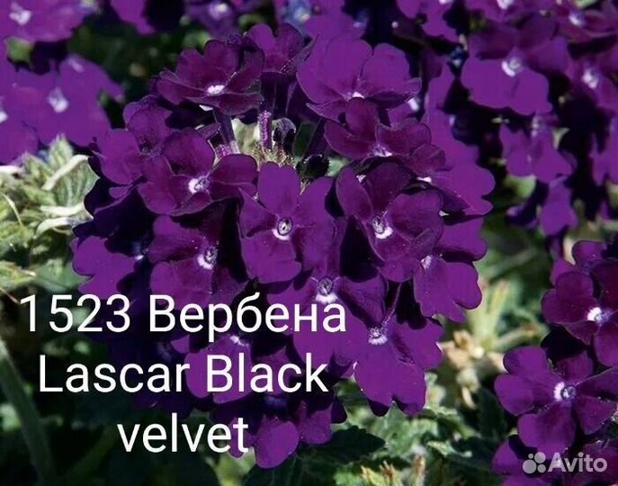 Бакопа,вербена вегетативная ампельная