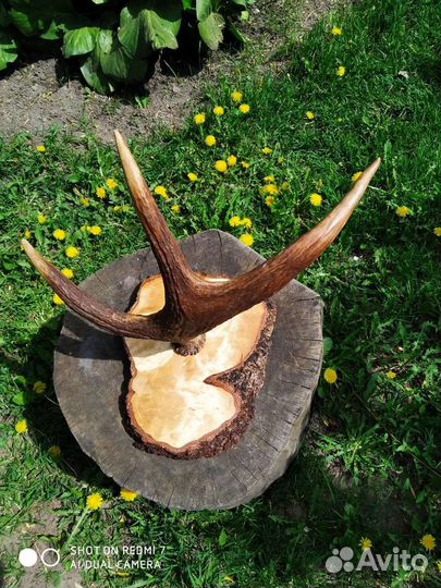 Рог лося на медальоне