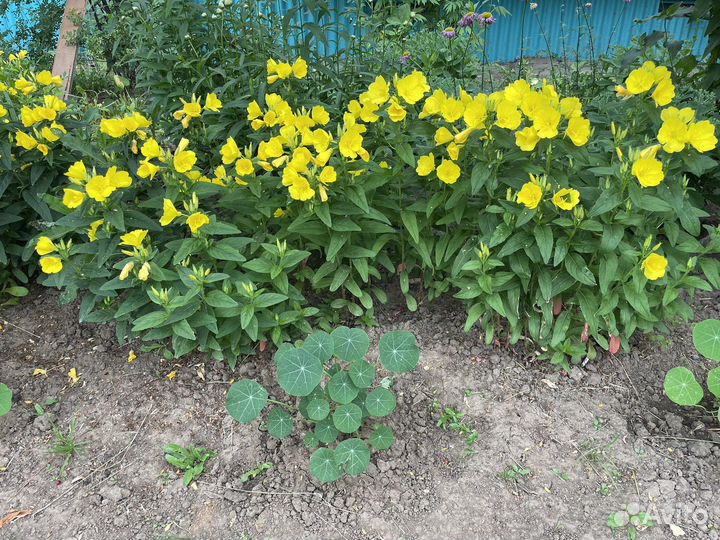 Энотера многолетние цветы ночная свеча многолетник