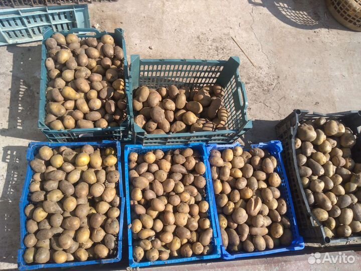 Рассада клубники, картофель, капуста, малина